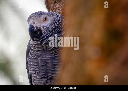 Pappagallo grigio - Psittacus erithacus Foto Stock