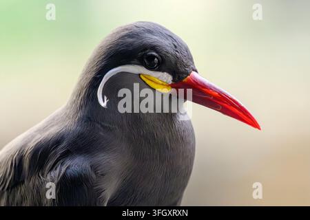 Inca tern - Larosterna inca Foto Stock