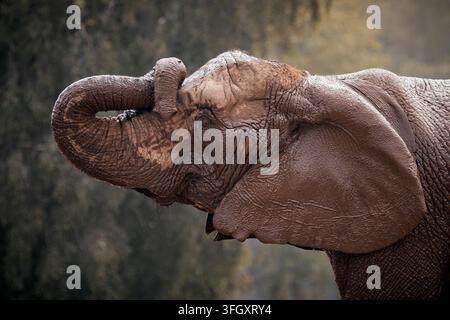 Elefante della savana africana - Loxodonta africana Foto Stock