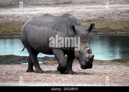 Rinoceronte bianco del sud - Ceratotherium simum simum Foto Stock
