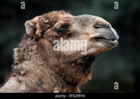 Ritratto di dromedario - Camelus dromedarius Foto Stock