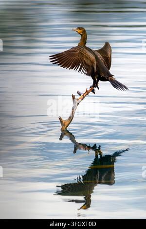 Cormorano - Phalacrocorax carbo Foto Stock
