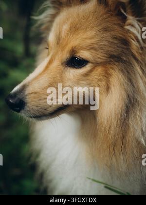 Ritratto a distanza ravvicinata di profilo di un Shetland Sheepdog nero nella natura Foto Stock