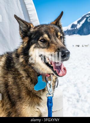 Cane da slitta davanti a un ghiacciaio innevato a Juneau, Alaska Foto Stock