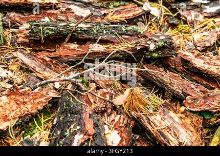 Frammenti di corteccia di pino spezzati sono sparsi su muschio verde, aghi di pino secchi e piccoli rametti su un terreno boschivo umido alla luce autunnale. Natur Foto Stock