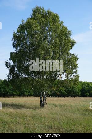 Immagine verticale di una singola betulla argentata (Betula pendula) con foglie pendenti, in piedi su un prato a Schönower Heide, Brandenburgia, Germania Foto Stock