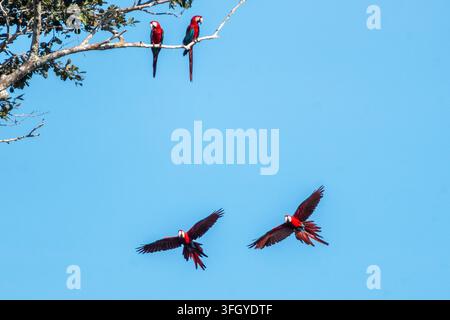 Araldini scarlatti vibranti volano contro un cielo blu terso mentre altri due si appollaiano su un ramo alto nella Riserva Nazionale di Tambopata, Perù, evidenziando la zona tropicale Foto Stock