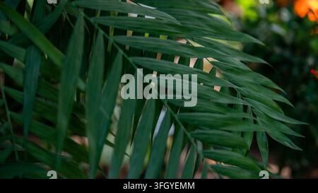 Foglie di palma verde in primo piano con sfondo sfocato di giardino tropicale — Concetto di vacanza esotica e giungla Foto Stock