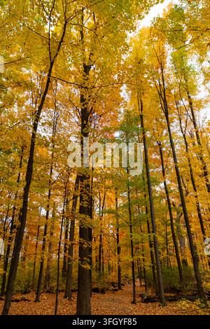 Alberi di acero alti con fogliame giallo dorato nella foresta autunnale. Paesaggio autunnale Foto Stock