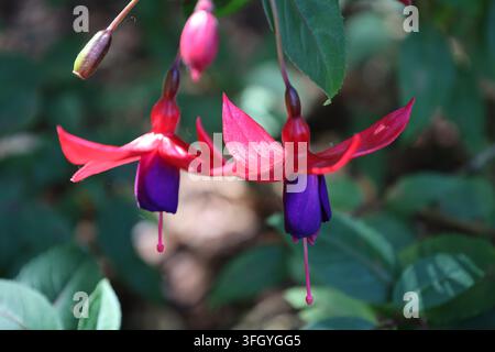 Fiori di fuchsia, fiori sorprendenti con sepali rossi, corolla viola-porpora vivace (Fuchsia-magellanica) (macro, primo piano, luce del sole) Foto Stock