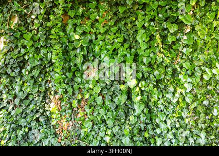 Edera verde fitta che copre una superficie verticale, con foglie lucide a forma di cuore e viti rampicanti intrecciate che formano uno sfondo ricco e naturale con texture Foto Stock