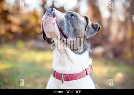 Un cane di razza mista Pit Bull Terrier grigio e bianco con un'espressione buffa e sensuale Foto Stock