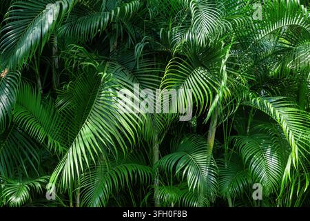 Sfondo verde. Foglie di palme tropicali e vegetazione rigogliosa. Sfondo astratto naturale e texture organica delle piante. Natura verde, ambiente tropicale Foto Stock