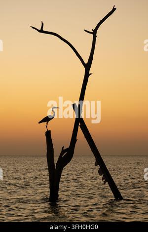 Una fotografia verticale che mostra la silhouette di un airone appollaiato su un ceppo d’albero morto che emerge dall’acqua. La scena è ambientata durante il tramonto o l’alba Foto Stock