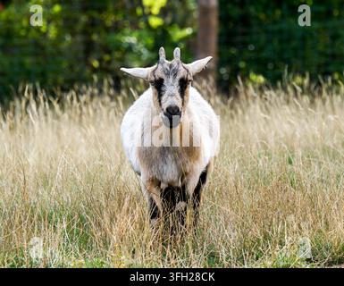 Capra domestica nana (Capra hircus) in piedi tra l'erba alta al Parc Polaire, Chaux-Neuve, Francia Foto Stock