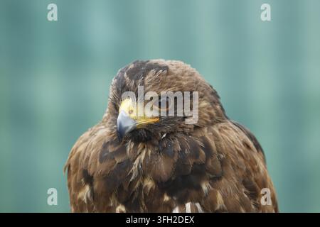 Un ritratto dettagliato in primo piano di profilo di un maestoso falco di Harris (Parabuteo unicinctus) che mette in mostra il suo occhio acuto e il becco adunco. Foto Stock