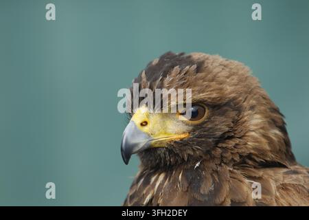 Un ritratto dettagliato in primo piano di profilo di un maestoso falco di Harris (Parabuteo unicinctus) che mette in mostra il suo occhio acuto e il becco adunco. Foto Stock