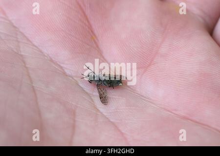 Mosca cavallina comune, mosca cavallina, mosca cavallina a corna incise, mosca cavallina, cleg (Haematopota pluvialis), femmina. Uccisa dopo aver tentato di pungere, sdraiata su una mano. Foto Stock