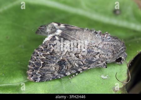 Primo piano naturale sulla falena Notte di Trifoglio, Anarta trifolii, su una foglia verde. Foto Stock