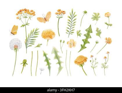 Set botanico di fiori selvatici acquerellati disegnati a mano con tarassaco, ranuncoli, camomilla, tanaceto, foglie, gemme, steli e farfalle Foto Stock