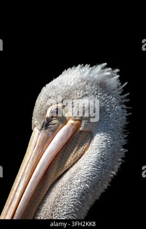 Vista di un ritratto in primo piano di un pellicano con piume dettagliate e un becco lungo in Malesia. Foto Stock