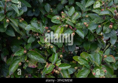 Una siepe densa di cotoneaster con foglie verde scuro lucide e frutti immaturi sparsi. Piccole gocce d'acqua si aggrappano al fogliame, suggerendo un tempo umido e h Foto Stock
