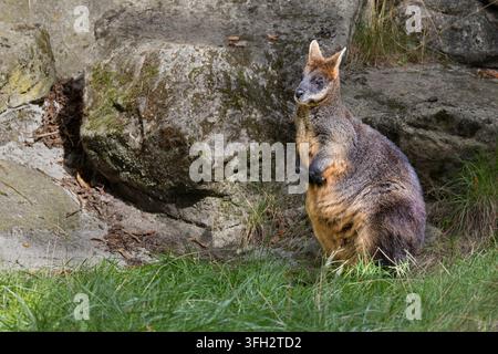 Wallabia bicolor Foto Stock