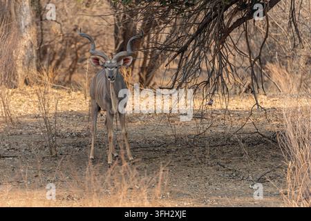 Un maschio di kudu maggiore (Tragelaphus strepsiceros) si trova tra boschi secchi e rami spinosi in Tanzania. Foto Stock