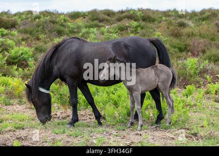 Pony e puledro del New Forest vicino a Wilverley Inclosure, Burley Road, Brockenhurst, New Milton Foto Stock