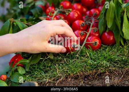Mano di un bambino che tocca pomodorini rossi maturi sulla pianta con foglie verdi fresche ed erba del giardino in primo piano in una scena di raccolta all'aperto, con luce naturale brillante Foto Stock