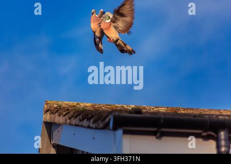 Due colombe comuni che litigano a mezz'aria sopra un tetto contro un cielo blu chiaro in un luminoso pomeriggio soleggiato. Foto Stock