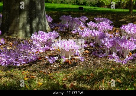 Crocus autunnali, o zafferano dei prati (Colchicum autumnale) in fiore sotto una quercia al Birmingham Botanical Gardens, West Midlands, Inghilterra Foto Stock