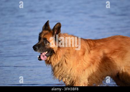 Cane Leonberger al mare Foto Stock
