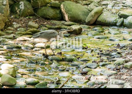 Ibis alla luce estiva Foto Stock