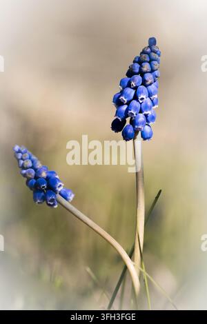 Giacinto di uva (Muscari) con dense grappoli di fiori blu su steli slanciati in un ambiente naturale. Foto Stock