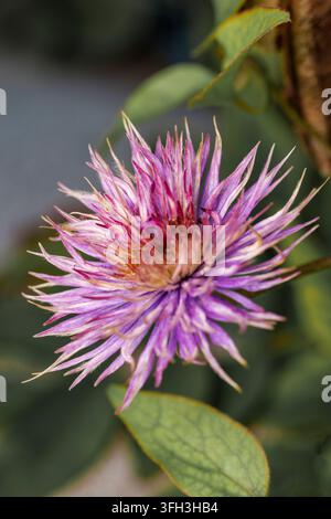 Primo piano di una vibrante fioritura di Centaurea viola e rosa con petali spinosi e frangiati e un centro caldo arancione in fiore. Foto Stock