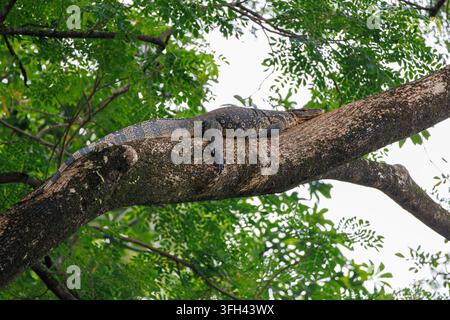 Varan dell'acqua asiatico che riposa su un grande ramo di un albero nella foresta tropicale Foto Stock