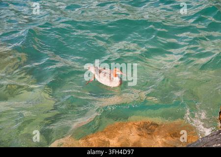 Mergano che nuota nell'acqua turchese cristallina del lago di Thun vicino a Interlaken nell'Oberland bernese in Svizzera Foto Stock