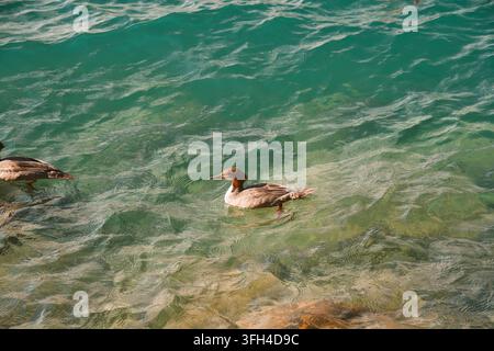 Mergano che nuota nell'acqua turchese cristallina del lago di Thun vicino a Interlaken nell'Oberland bernese in Svizzera Foto Stock