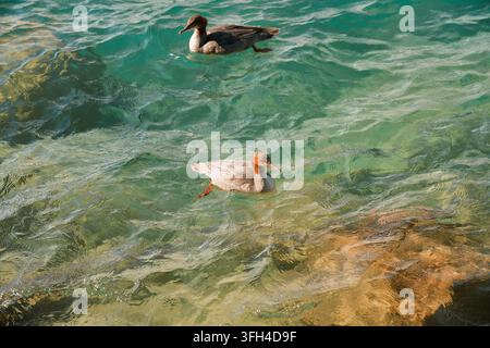Mergano che nuota nell'acqua turchese cristallina del lago di Thun vicino a Interlaken nell'Oberland bernese in Svizzera Foto Stock