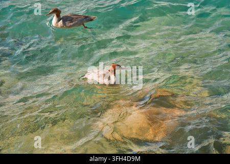 Mergano che nuota nell'acqua turchese cristallina del lago di Thun vicino a Interlaken nell'Oberland bernese in Svizzera Foto Stock
