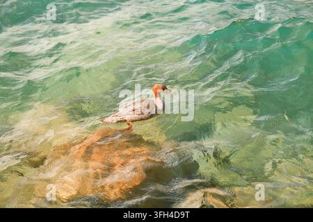 Mergano che nuota nell'acqua turchese cristallina del lago di Thun vicino a Interlaken nell'Oberland bernese in Svizzera Foto Stock