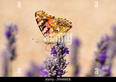Farfalla Painted Lady (Vanessa cardui) posata su fiori di lavanda viola, che mostra il suo dettagliato motivo marmorizzato dell'ala inferiore in primo piano. Foto Stock