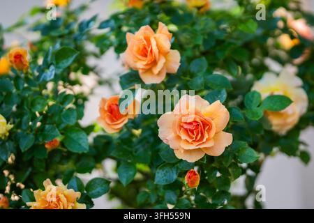 Rosa ‘Hansestadt Rostock’, rosa floribunda, un cultivar di rosa tedesco compatto con fiori riccamente pieni e delicatamente profumati in caldi toni di albicocca-arancione. Foto Stock