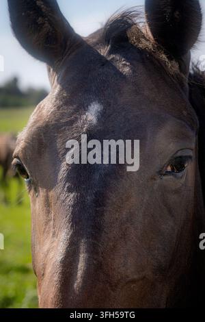Prima estrema frontale di un cavallo marrone scuro con occhi espressivi Foto Stock