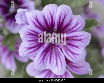 Primo piano di un fiore di malva zebra viola (Malva sylvestris Zebrina) con petali a strisce scure sorprendenti Foto Stock