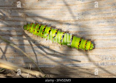 Catturino verde brillante con segni scuri che riposa su legno stagionato Foto Stock