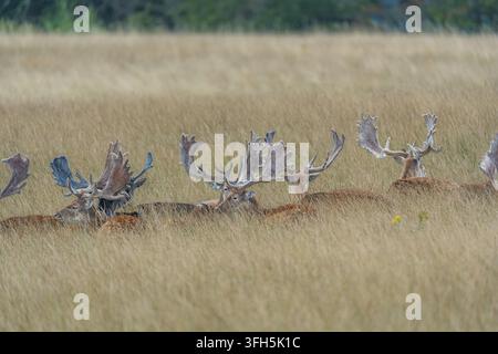 Un piano medio di un gruppo di cervi maschi di daino con grandi corna palmate che si riposano e sono nascosti tra erba alta secca e dorata in un campo aperto omea Foto Stock