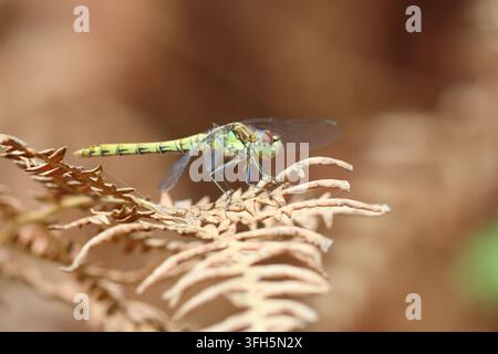 Un primo piano dell'Agrione comune (Sympetrum striolatum) che riposa su alcune felci. Foresta di Dunwich, Suffolk, Inghilterra. Foto Stock