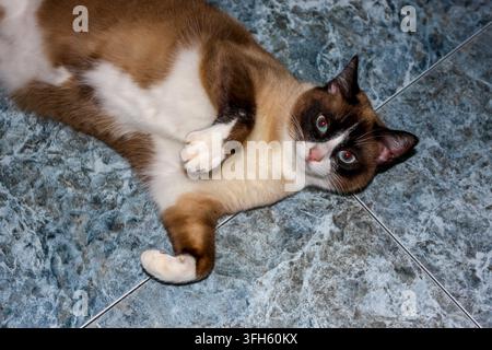 Gatto con racchette da neve sdraiato sulla schiena, che guarda la fotocamera con occhi azzurri Foto Stock